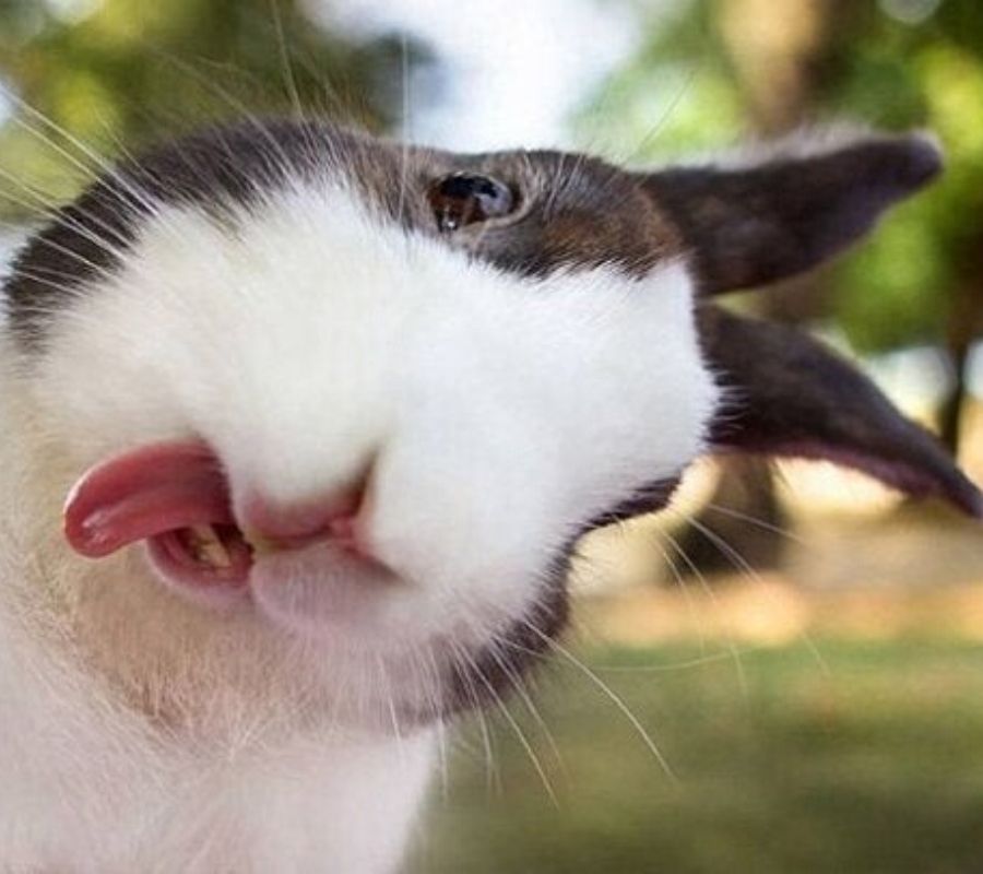 a bunny with its tongue out