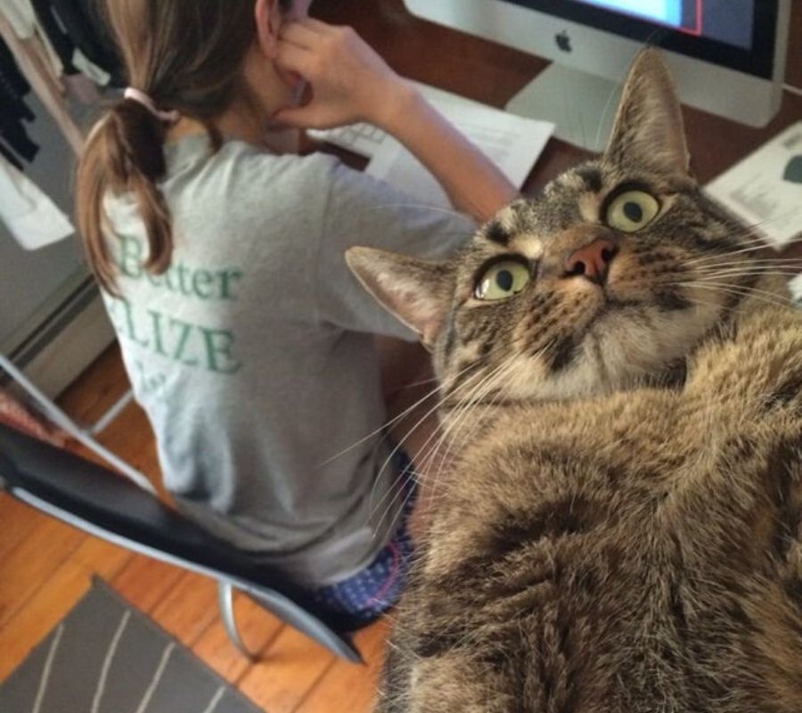 a cat looks like he's taking a selfie