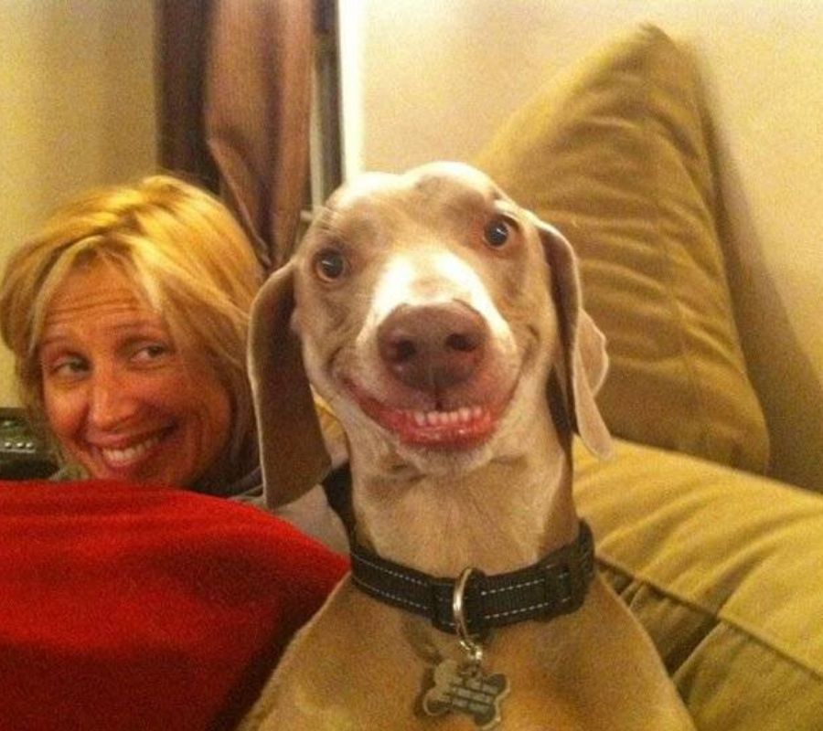 a dog looking into a camera