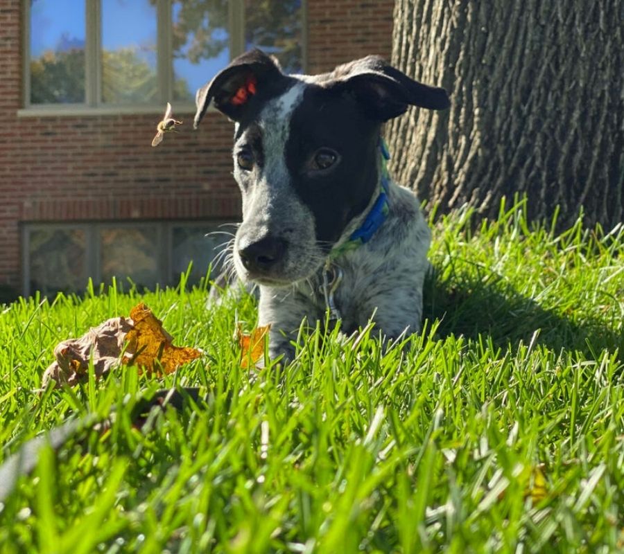 a dog looking at a bee