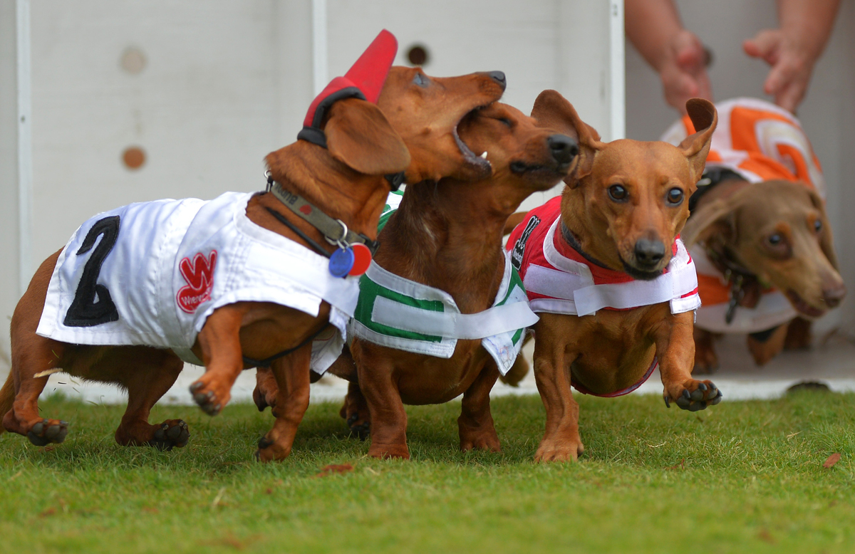 A dachshund bites at a competitor during a race.