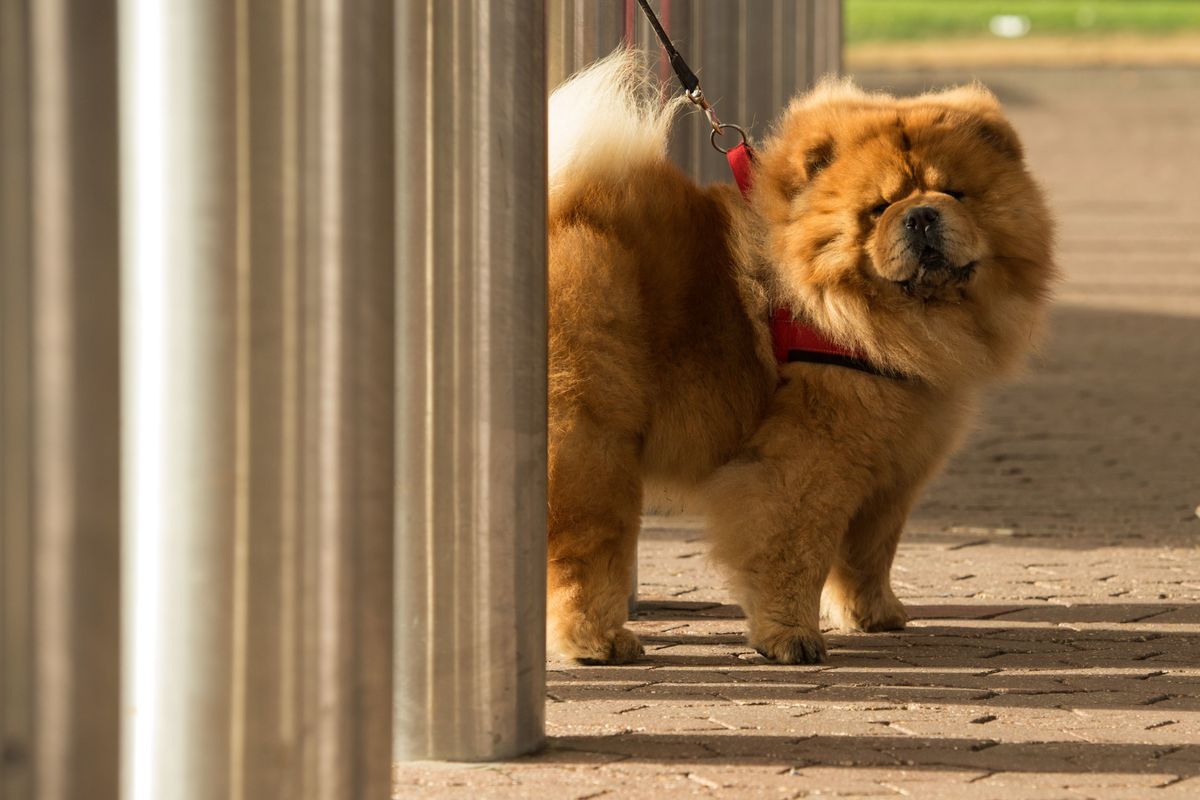 A chow chow dog named Mr Raffles is on a leach near steel pillars.