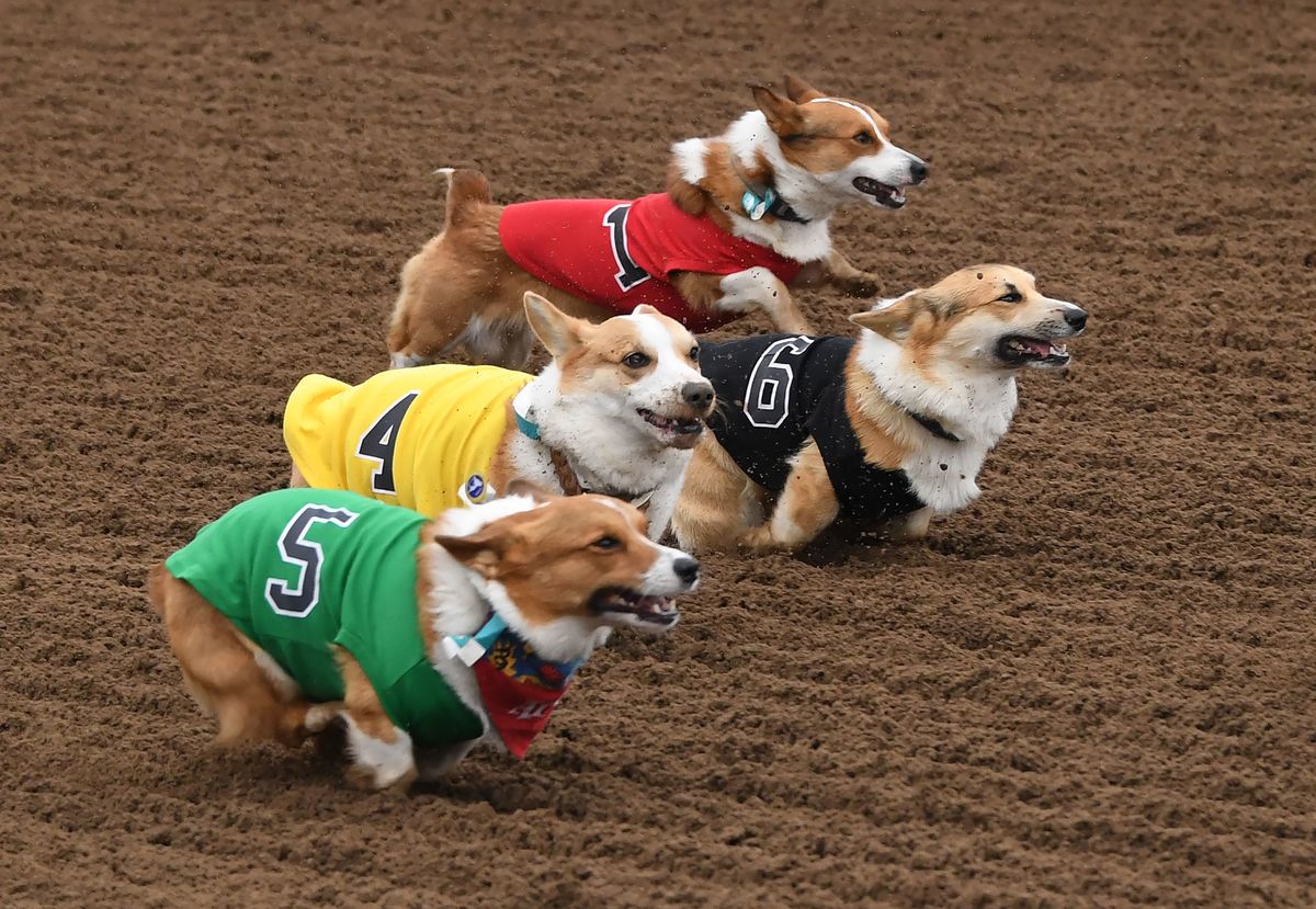 Corgis race.