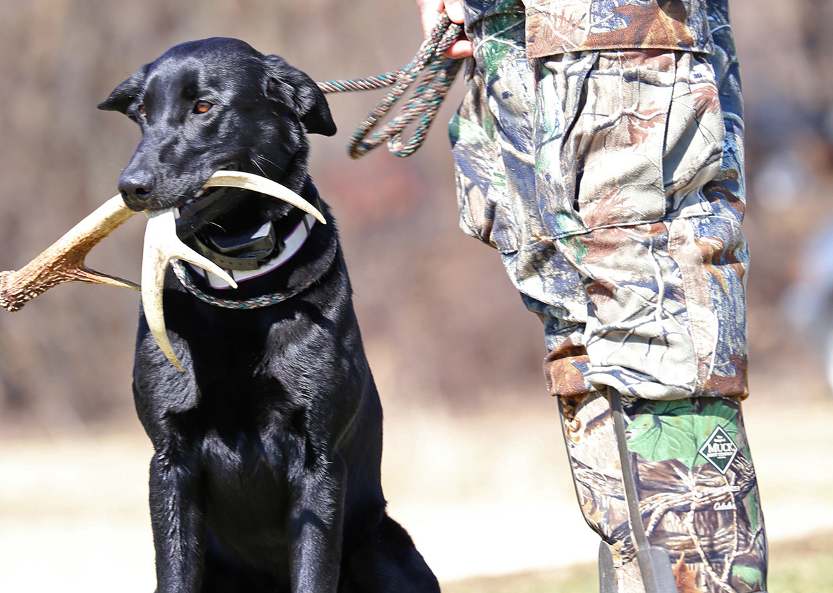 A black labrador retriever holds an antler next to a hunter.