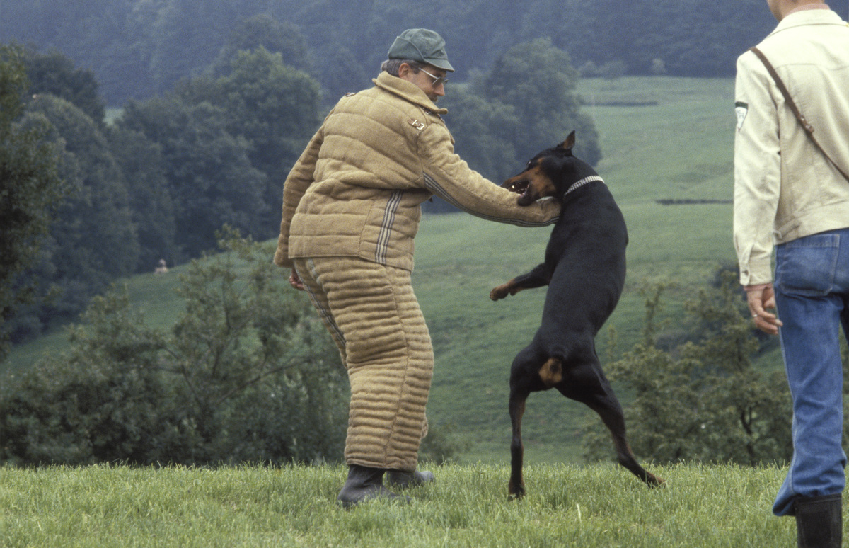 A doberman bites at a man's arm during training.