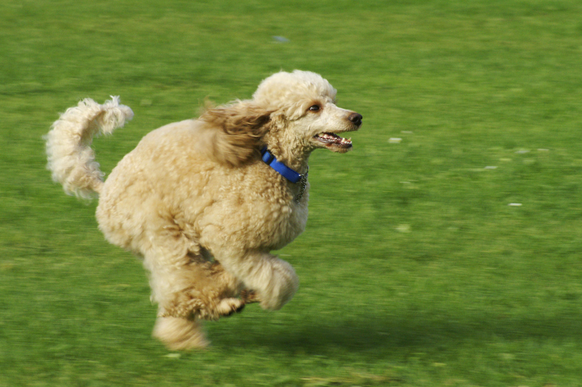 A female poodle runs across the grass.