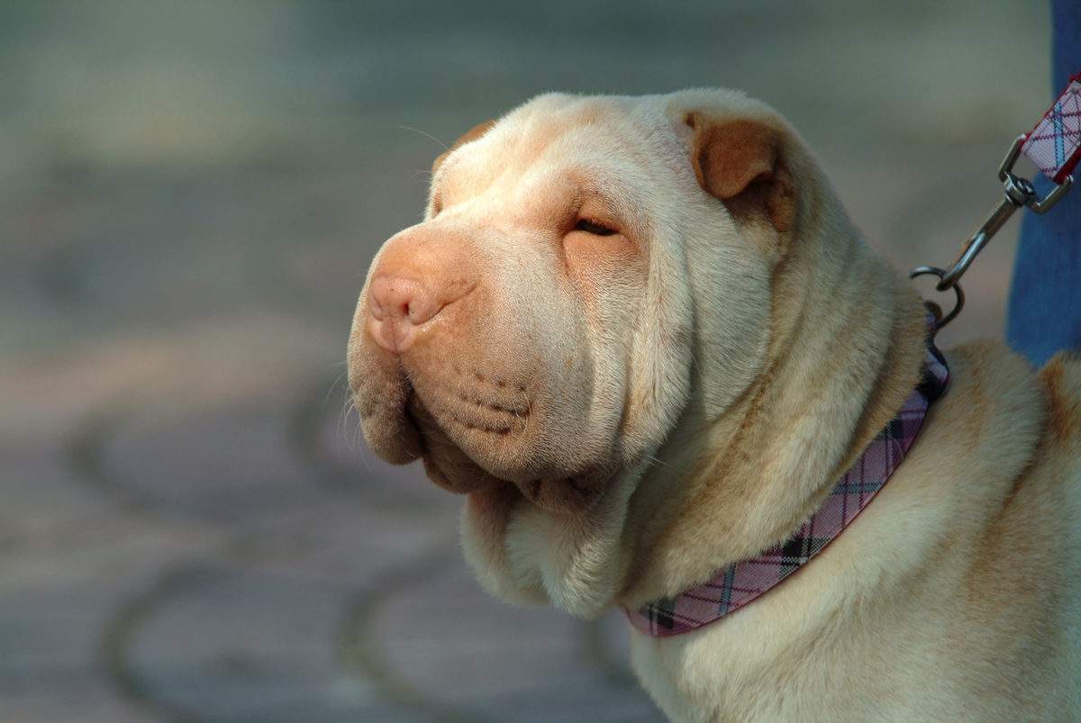 A white shar pei is seen.