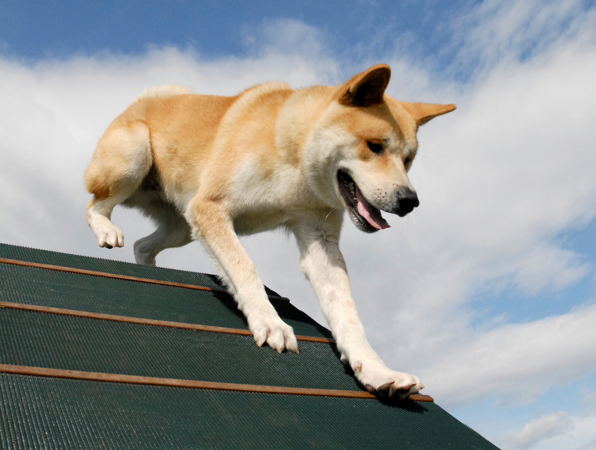 An akita runs across a green slanted roof.