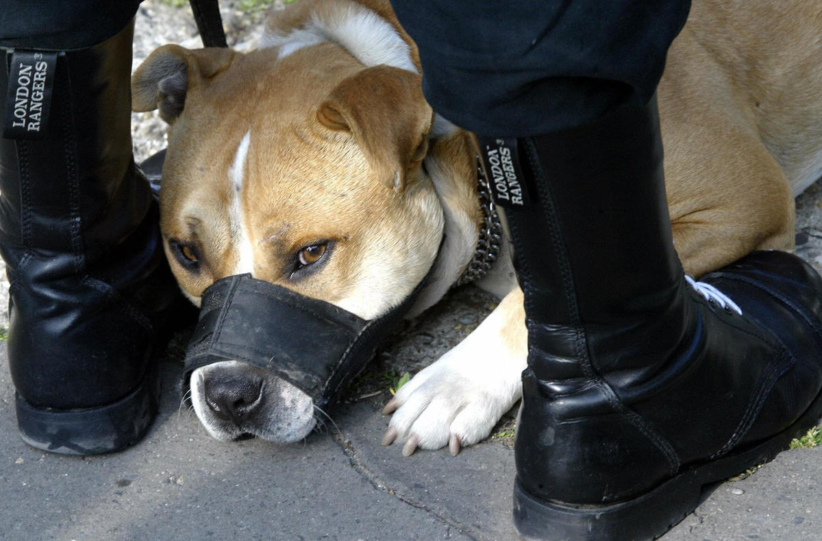 A pit bull with a muzzle lays between its owner's legs.
