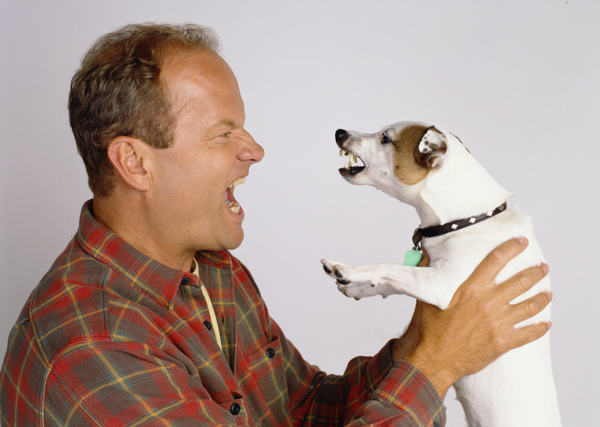 Kelsey Grammer snarls at a Jack Russell Terrier he's holding.
