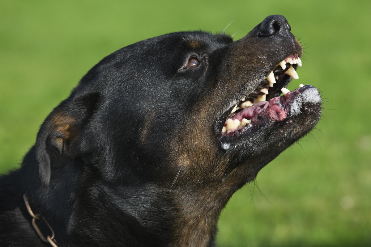 A rottweiler bares its teeth.