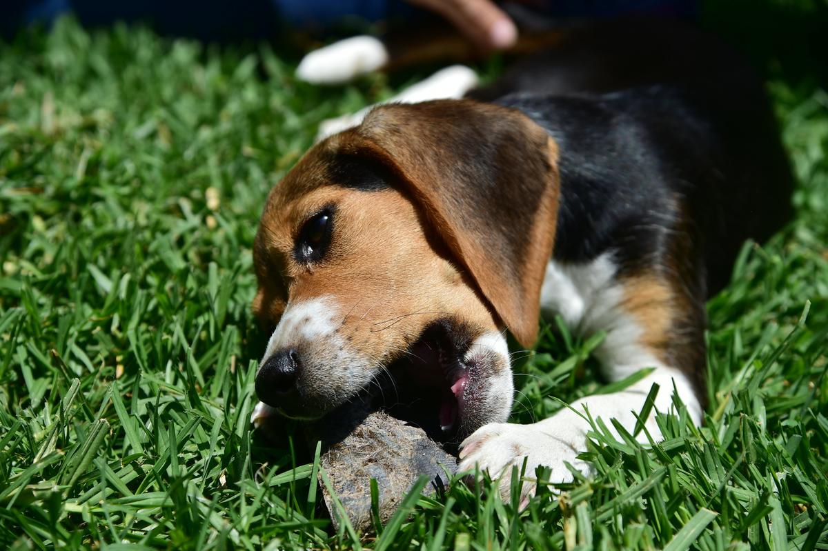 A Beagle bites at a chew toy in the grass.