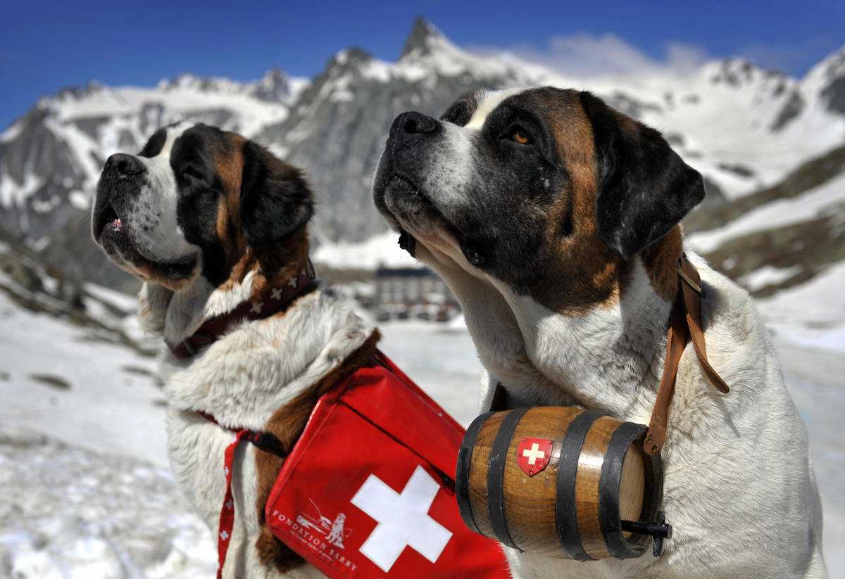 Two Saint Bernard rescue dogs sit in the snowy mountains.