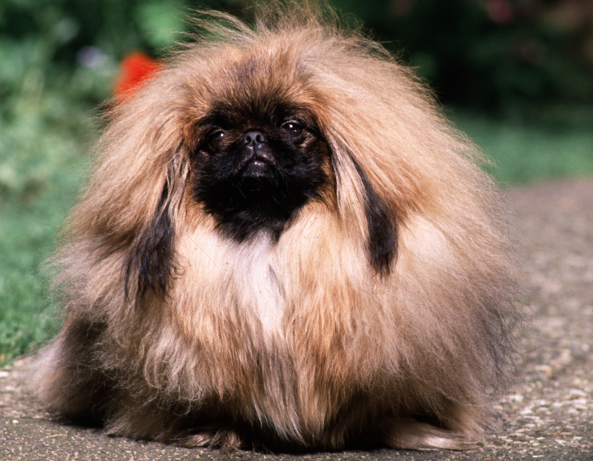 A pekingese dog is seen.