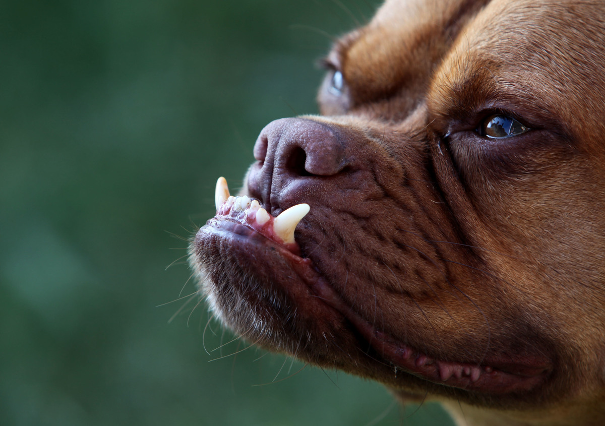 A boxer mix shows off his underbite.