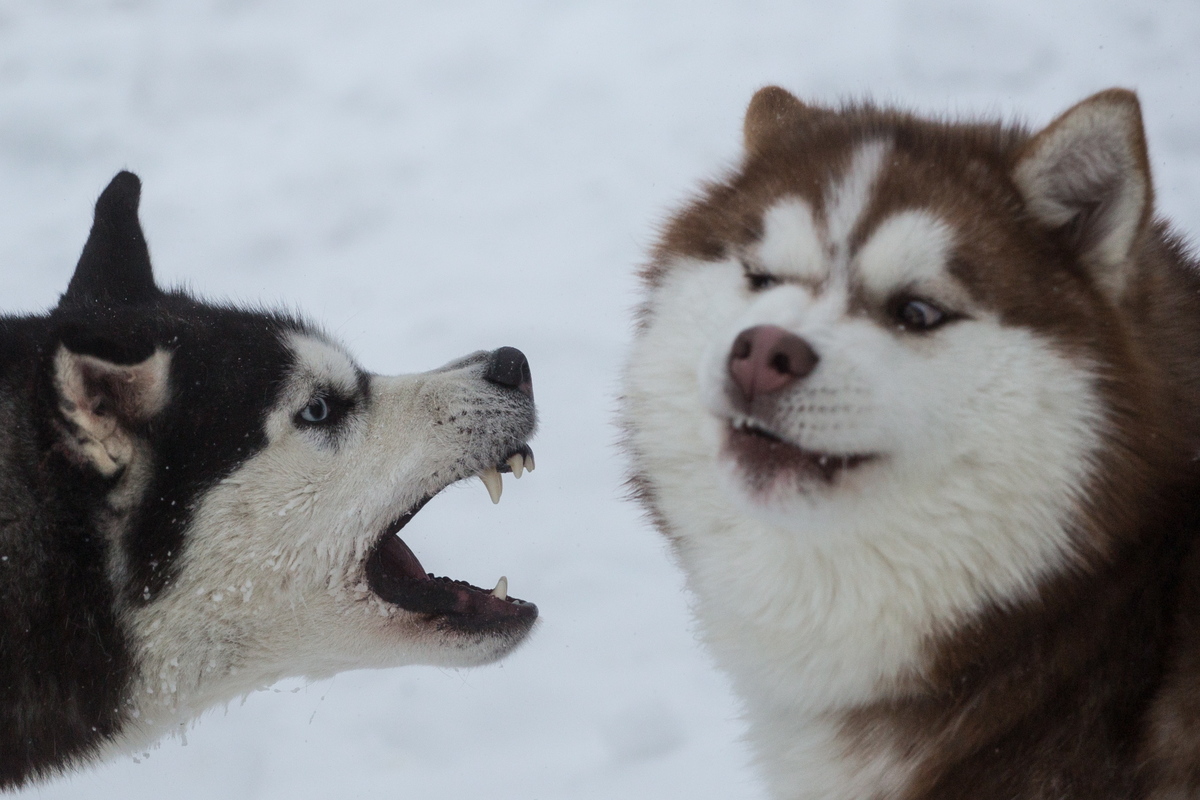 A Siberian husky growls at a competitor during a race.
