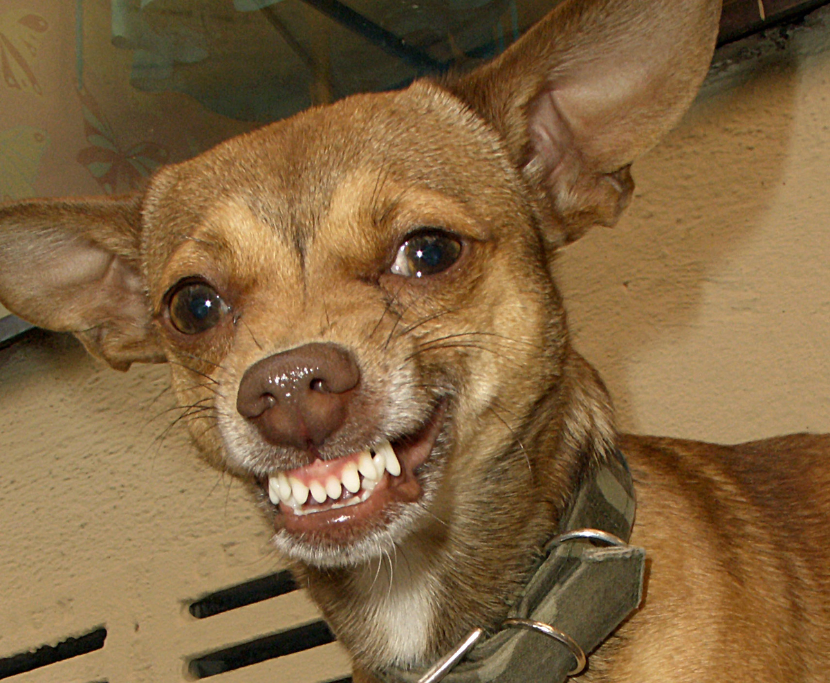 A chihuahua and miniature pinscher mix growls while guarding his ball.