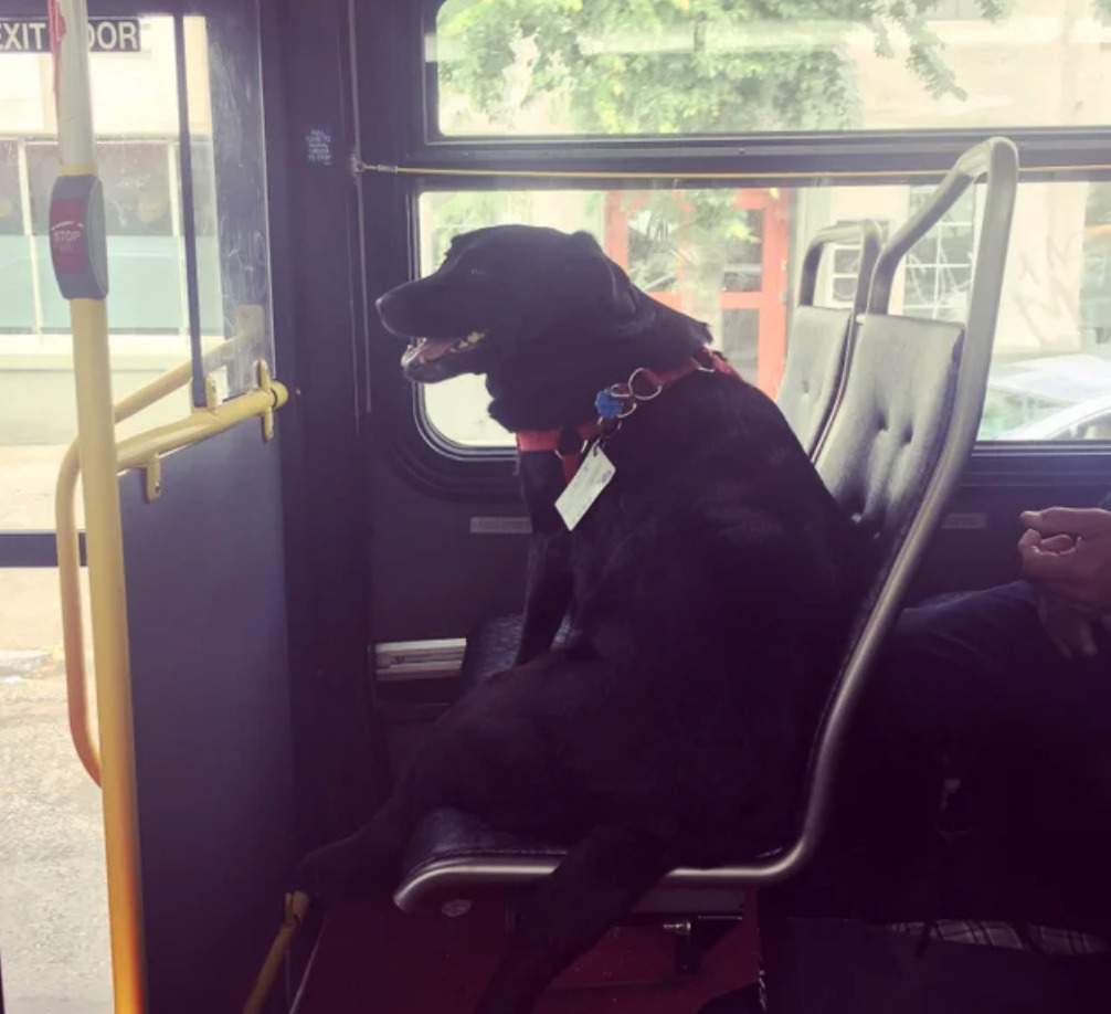 dog on bus seat has a puss pass attached to collar