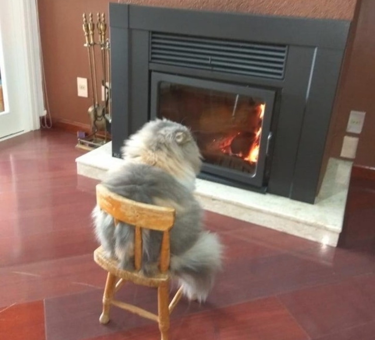 Cat sits on small wooden chair by the fireplace