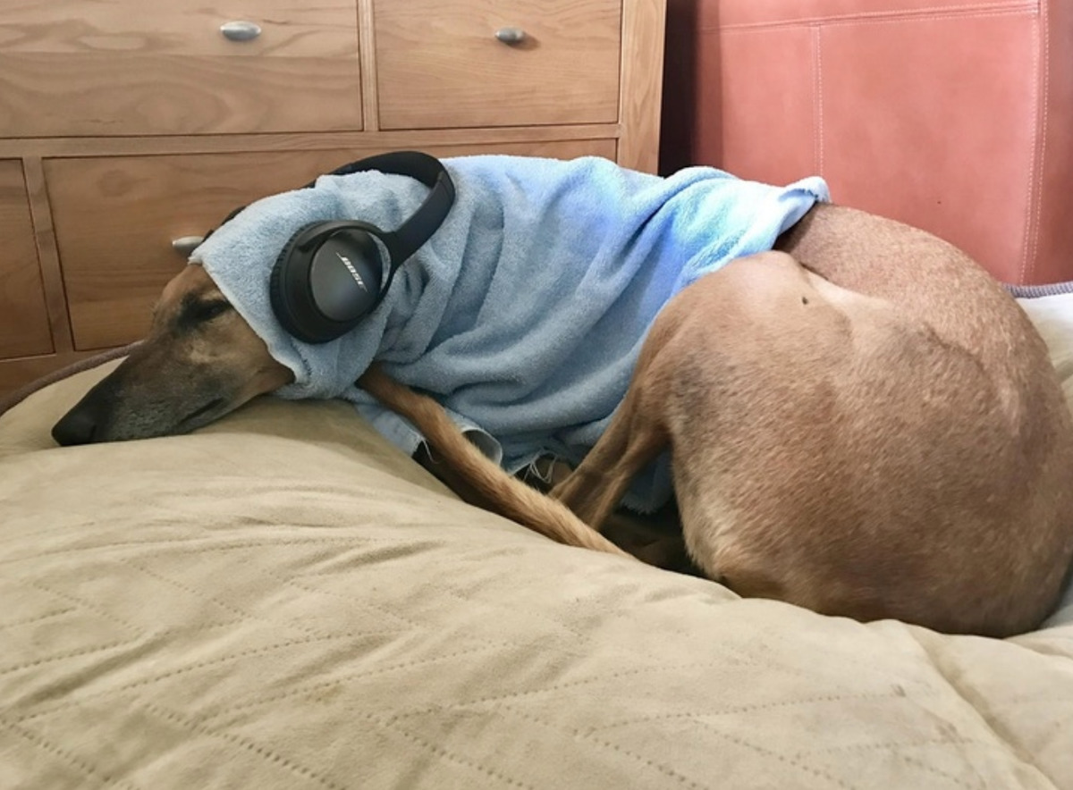Dog has headphones and a towel over head while she lies on bed listening to music