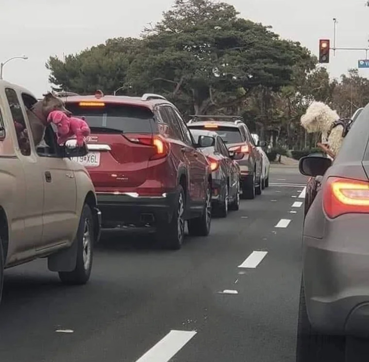dog in one car pulled out his favorite toy to show a dog in another car