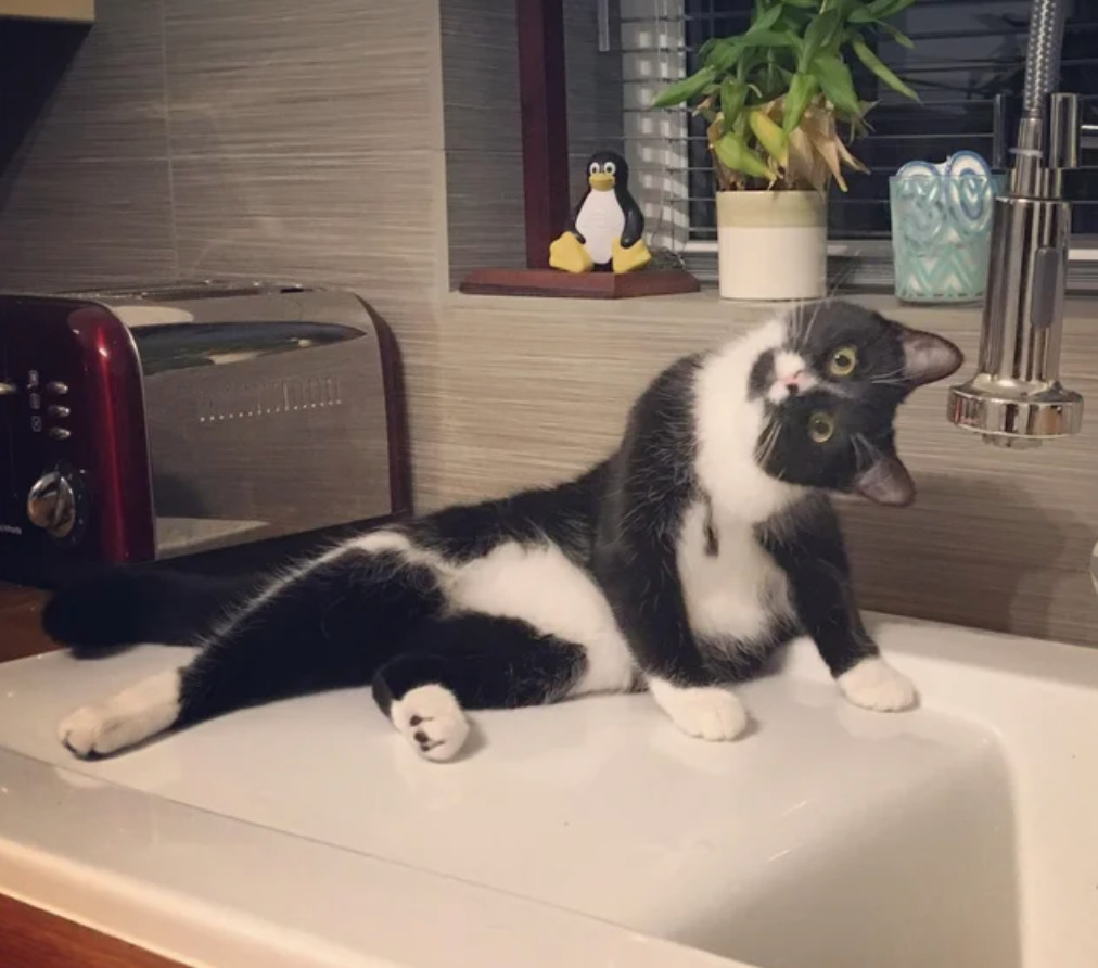 cat on counter poses weirdly while looking at camera