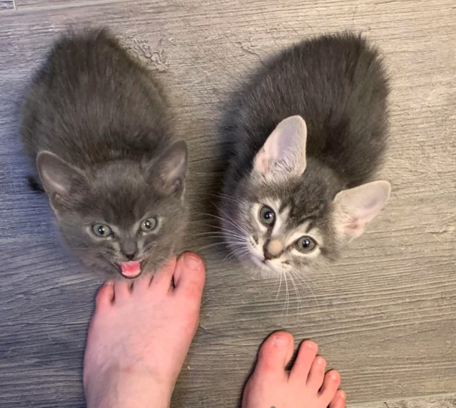 Two kittens look angry at owner while hissing