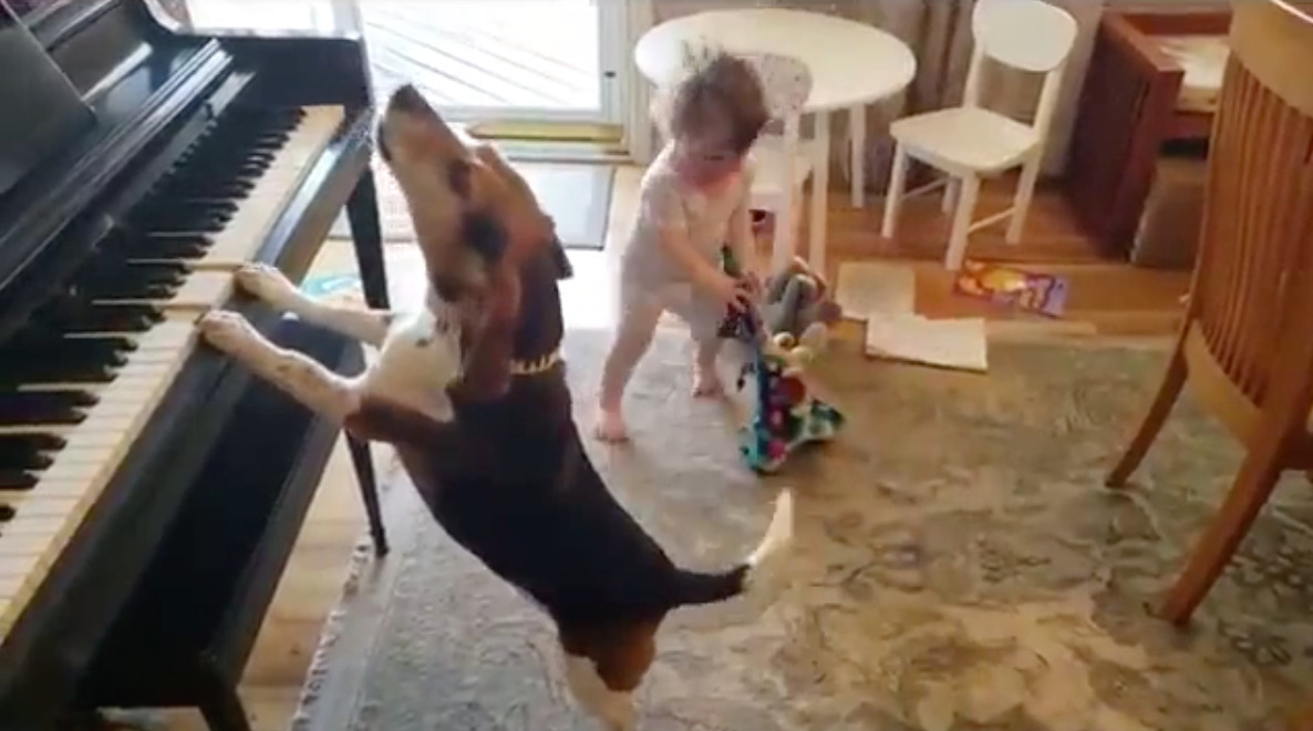 dog howls with piano while toddler plays with toy guitar
