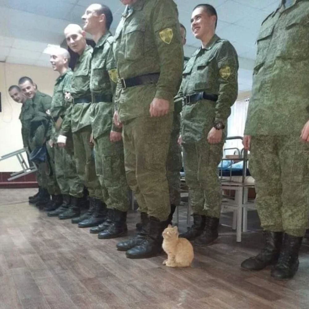 cat stands in line with military officers