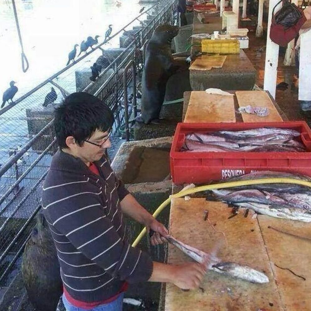 seal at counter mimics man cutting a fish