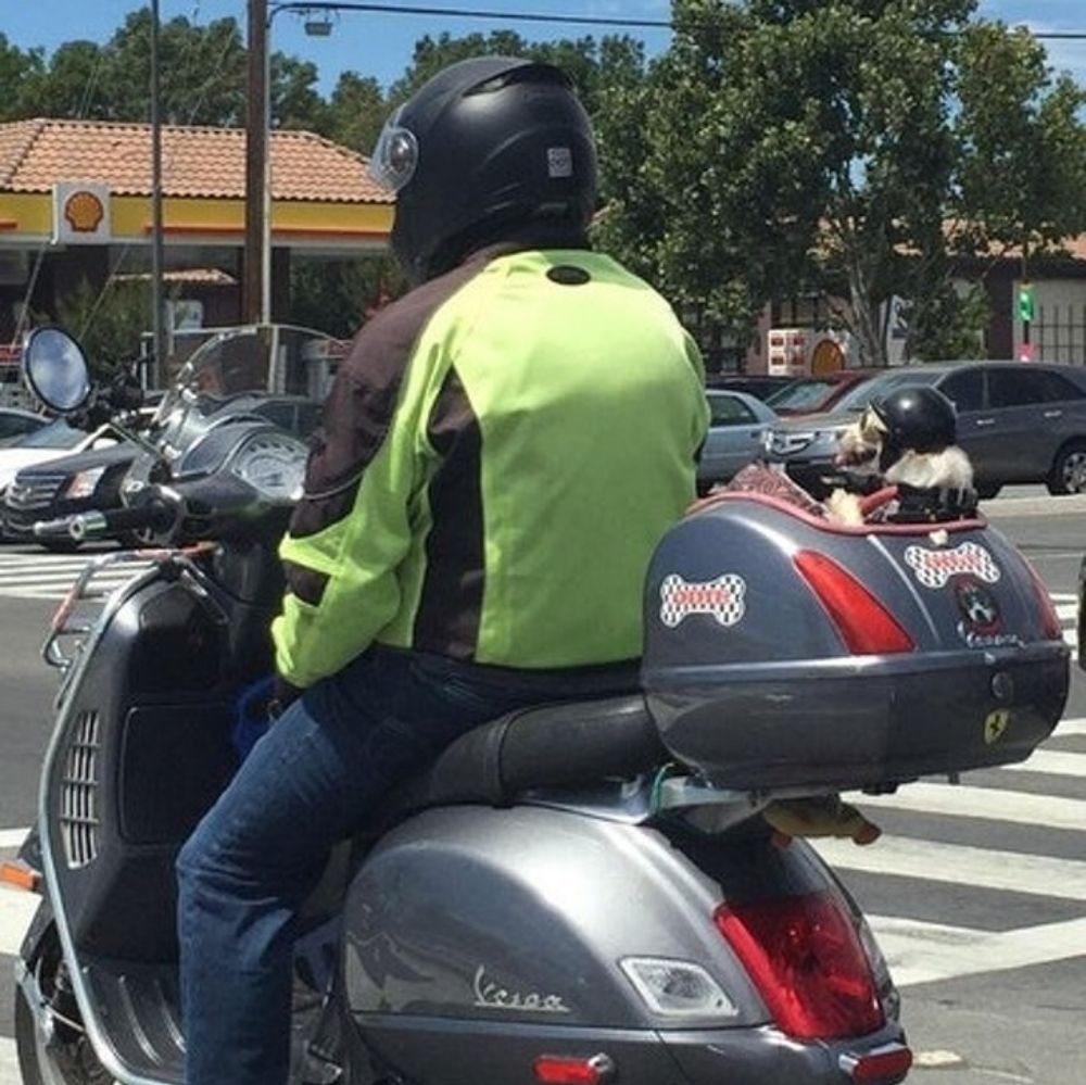 motorcyclist has a back seat for his dog who also wears a helmet