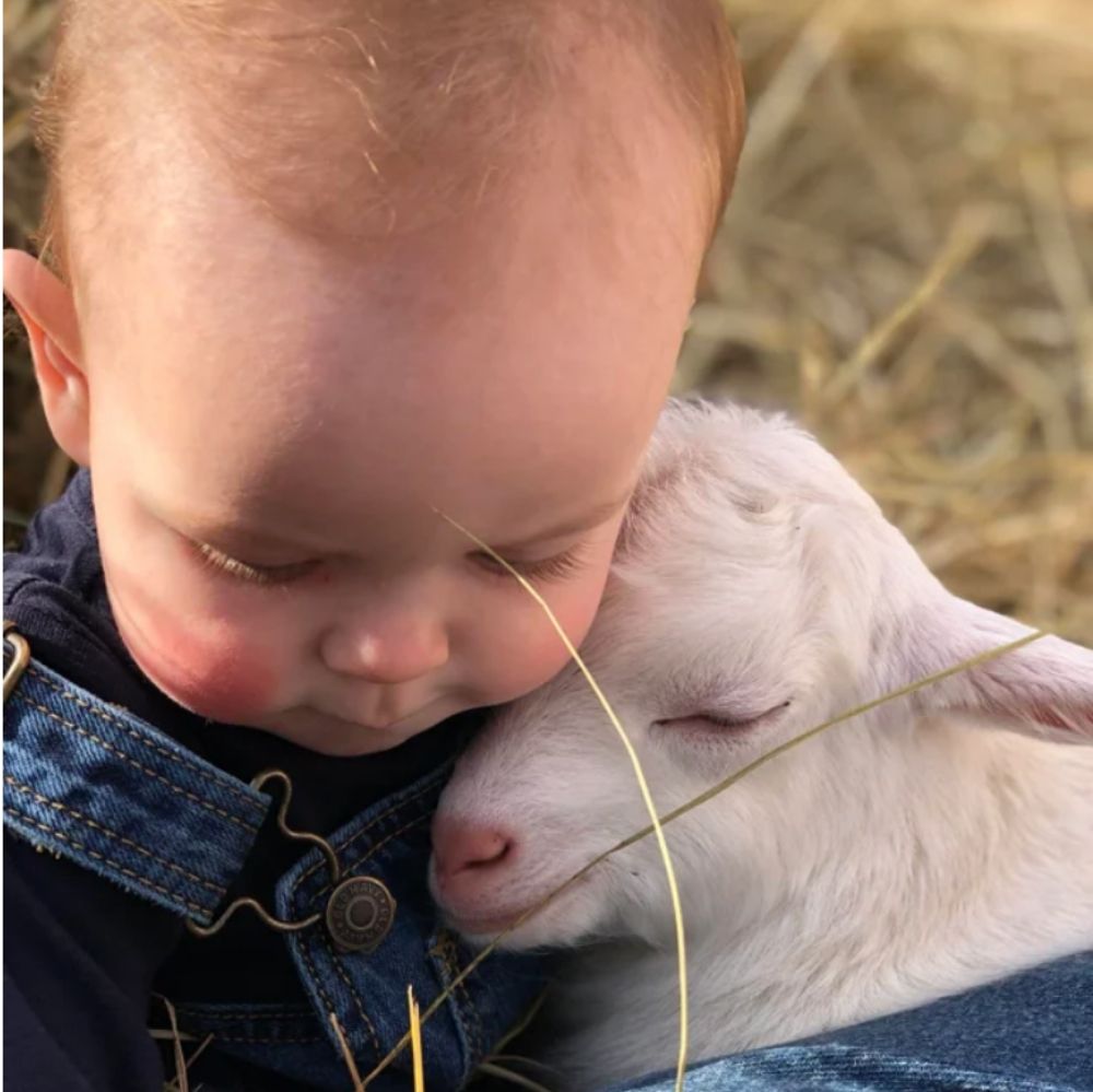 baby human cuddling baby goat