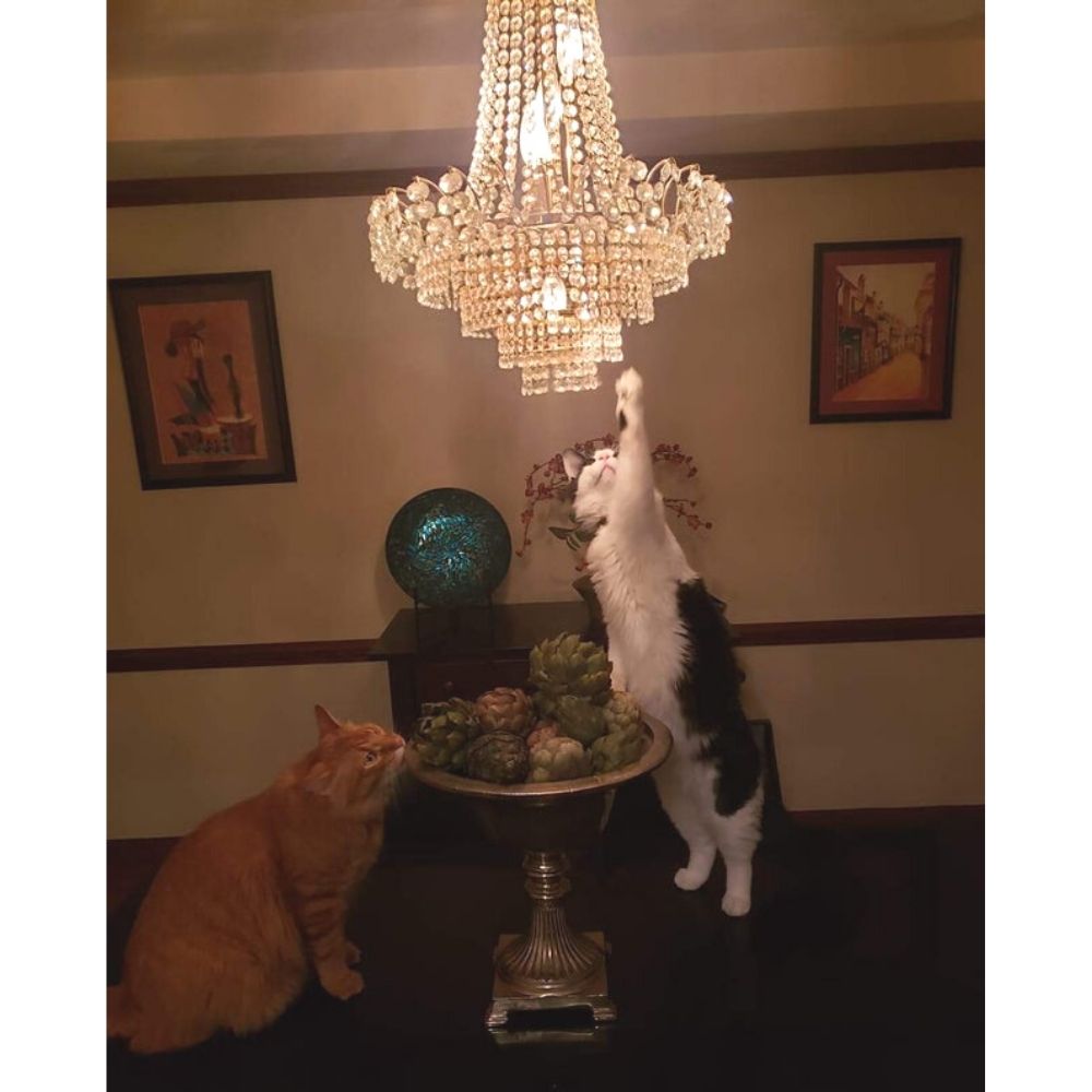 cats touching chandelier after standing on table