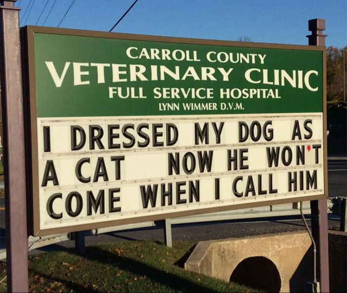 cat and dog 
