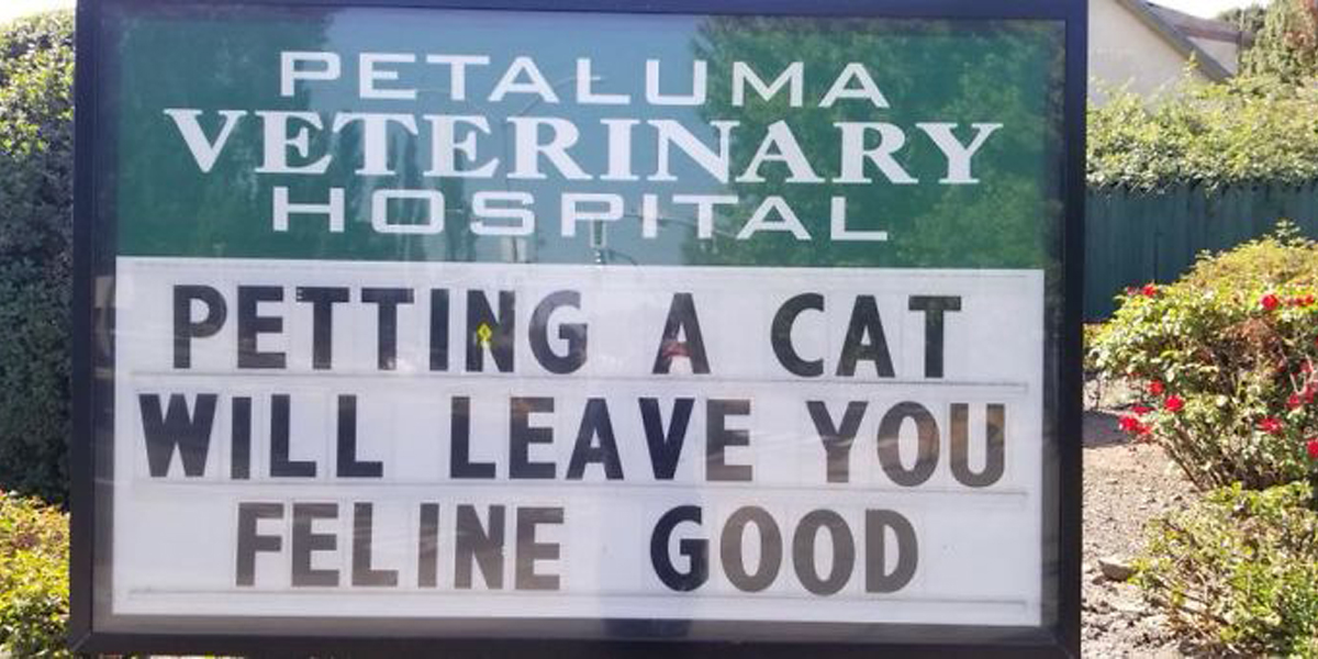 feline good 