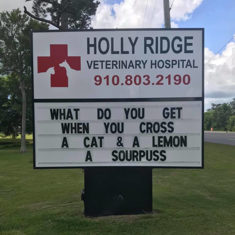 cats