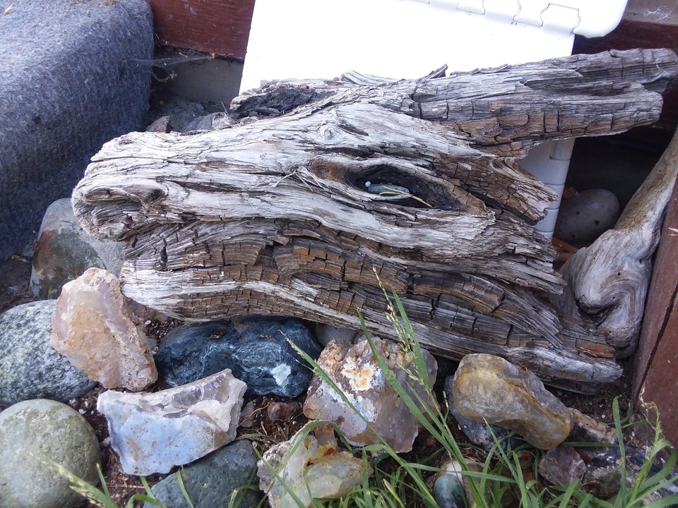 dragon head driftwood