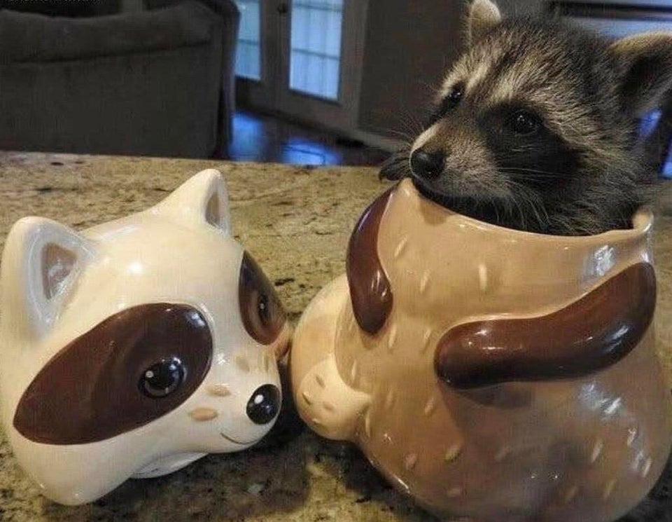 racoon in the pot