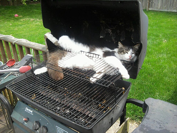 cat sleeping on a bbq grill