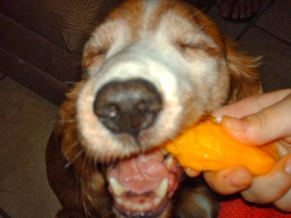 dog eating mango 