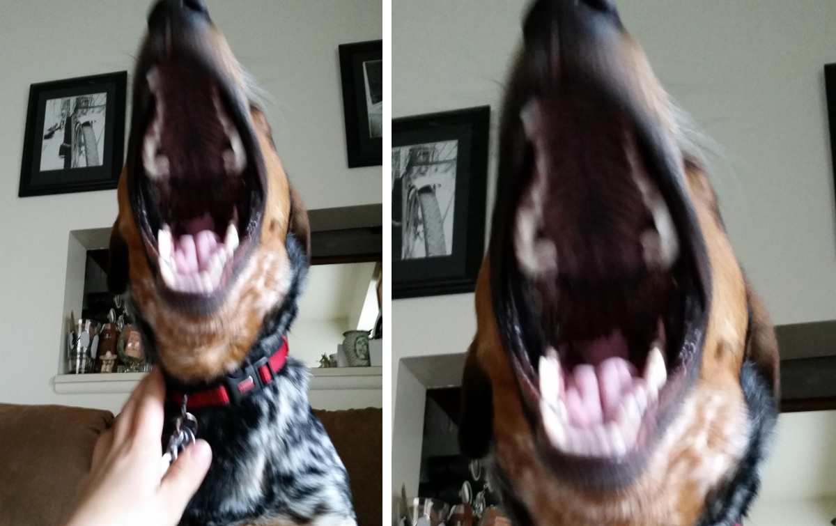 dog barking big mouth