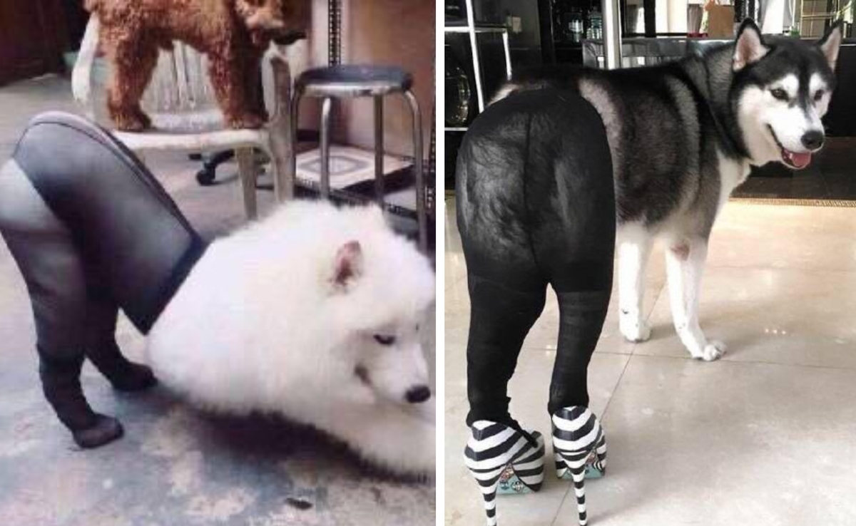 dogs in pantyhose