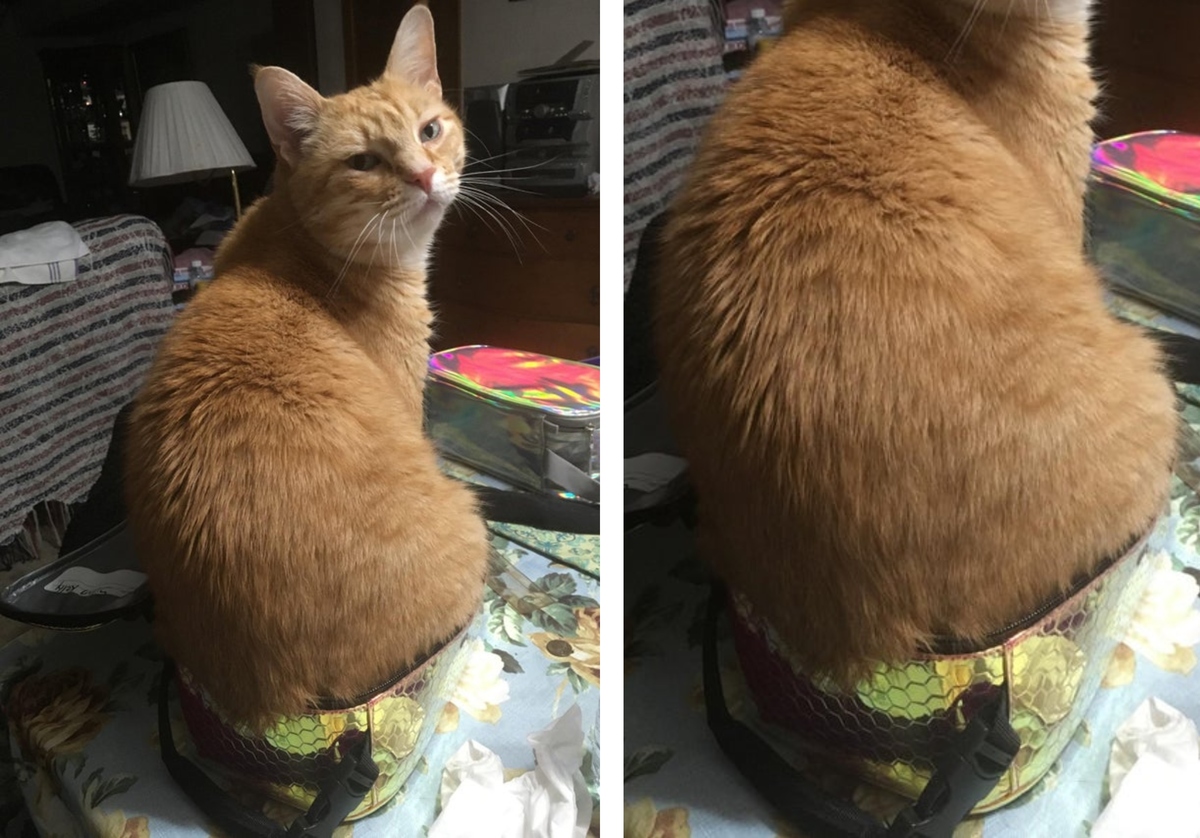 cat sitting on a lunch box