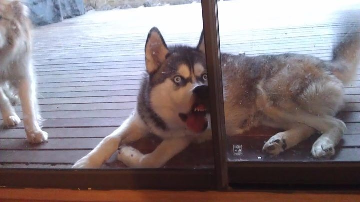 husky licking glass