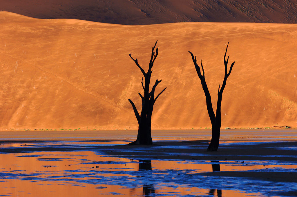 bare trees against the desert backdrop of Deadvlei, Namibia