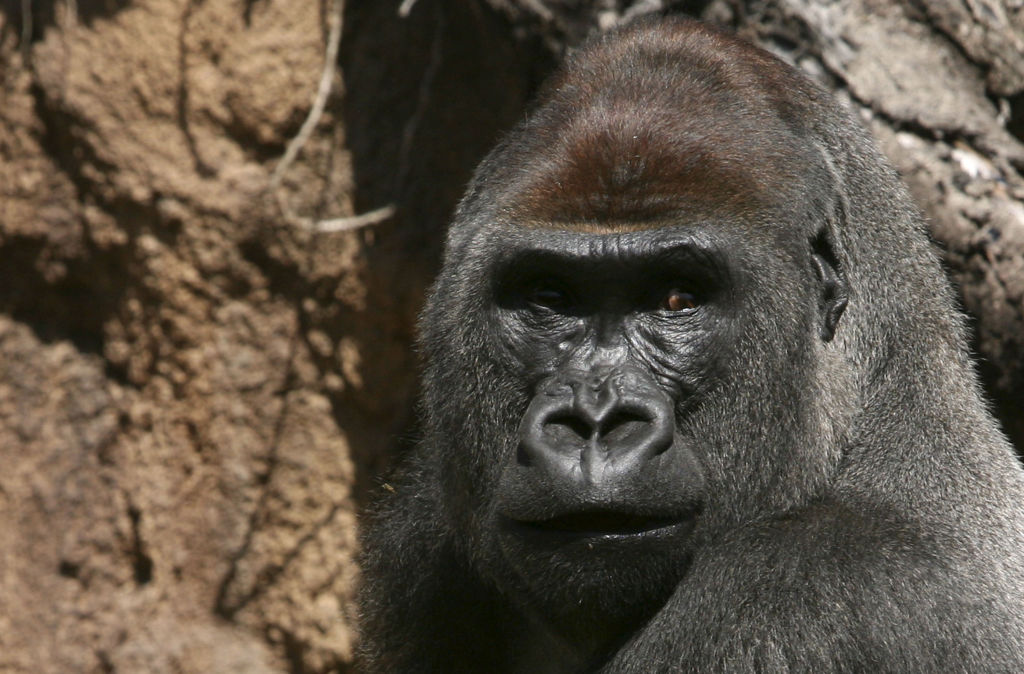 a looking gorilla 