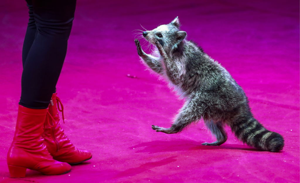 this is an active raccoon 