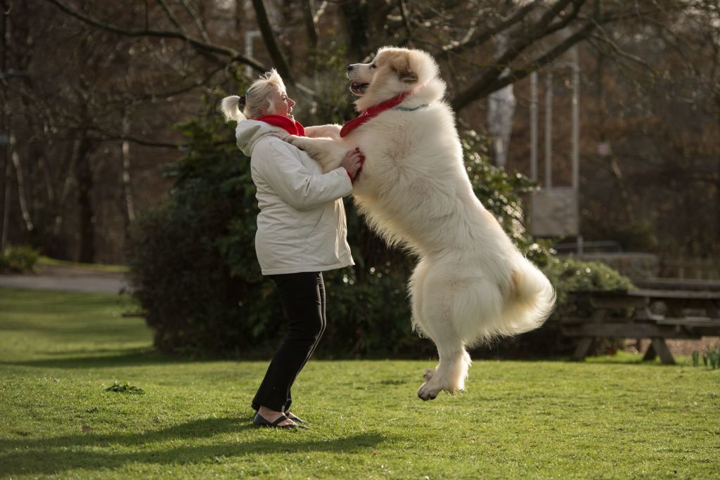 pyrenean-mountain-dog