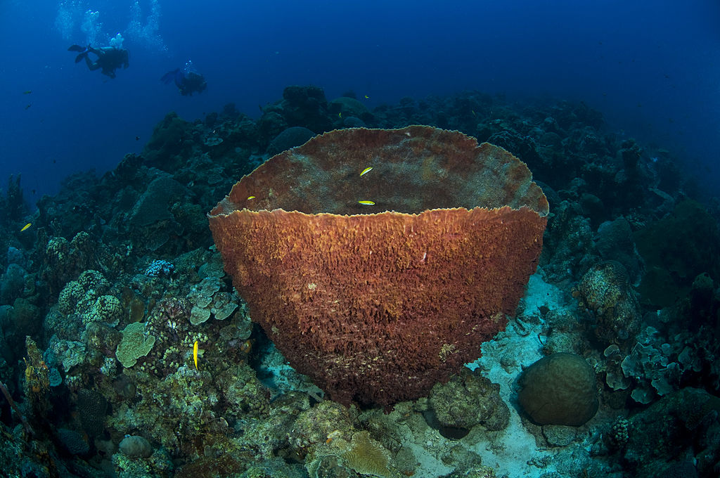 Caribbean Barrel Sponge