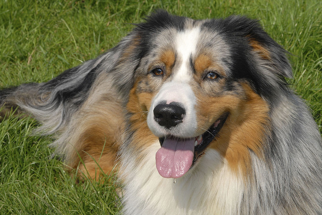 An Australian Shepherd lays in the grass.